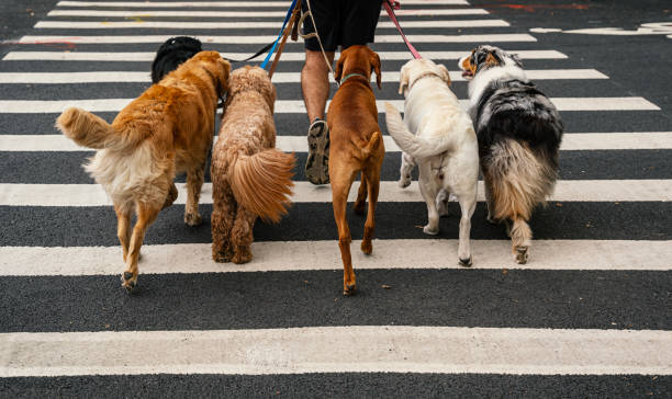 Pet Care Services